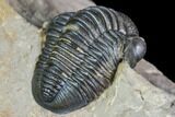 Gerastos Trilobite Fossil - Great Detail #105156-5